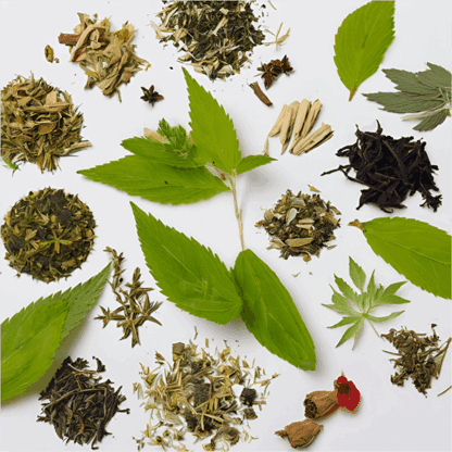 Infusion Bio Détox & Équilibre : Ortie, Bouleau & 6 Plantes pour une Purification Naturelle – Image 4