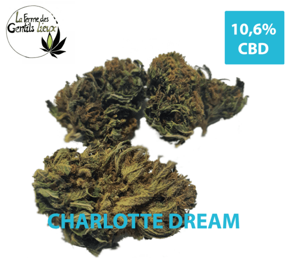 Charlotte Dream CBD Bio : Saveur Terreuse & Calme Intense
