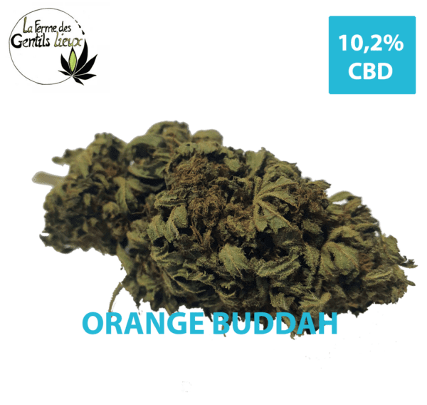 Orange Buddah CBD Bio