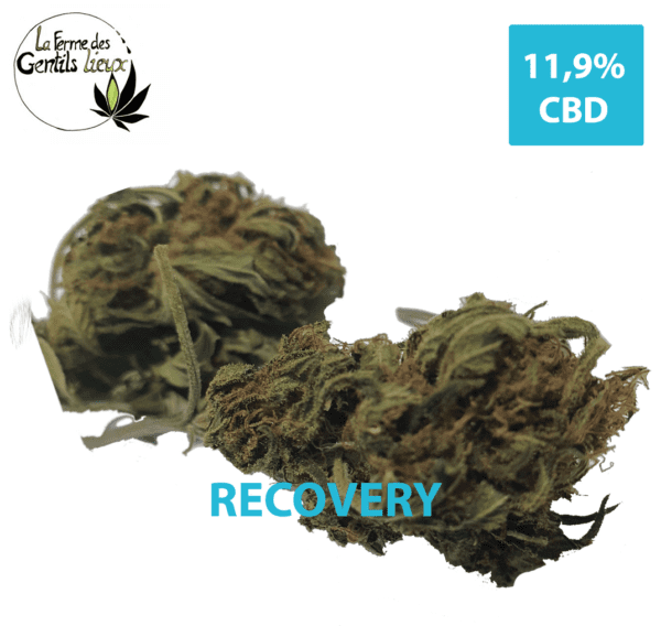 Recovery CBD Bio : Concentration & Détente