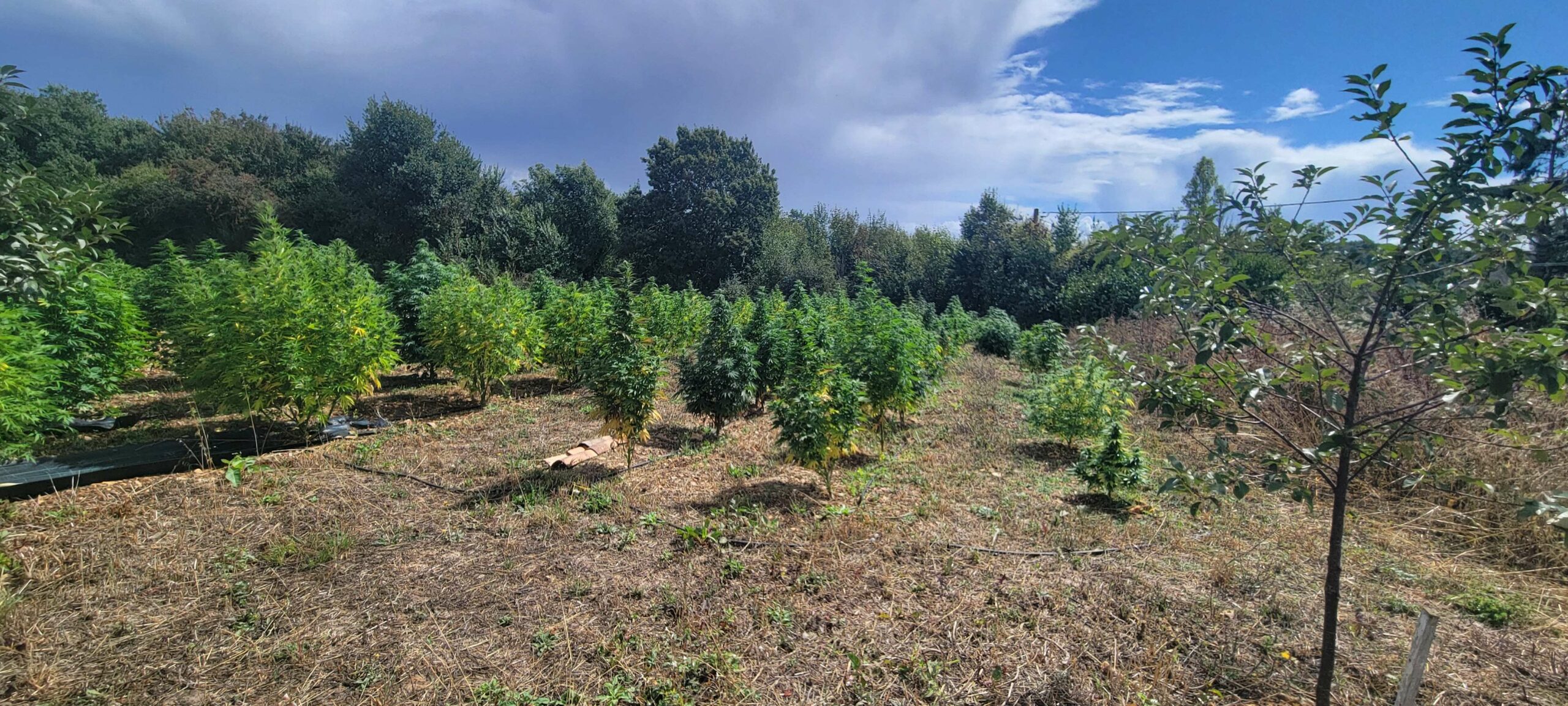 Champ de plantes aromatiques